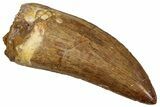 Serrated, Carcharodontosaurus Tooth - Excellent Quality #242584-1